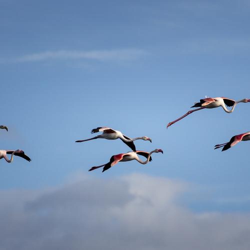 flamingos in flight