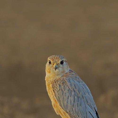 ~MERLIN~
