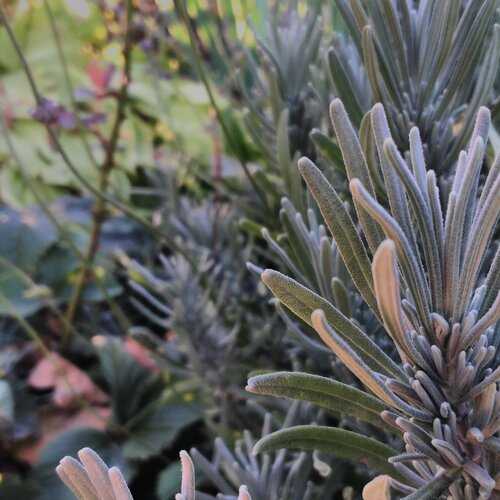 Photo #1475141