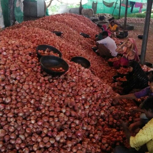 Peoples in onions shed