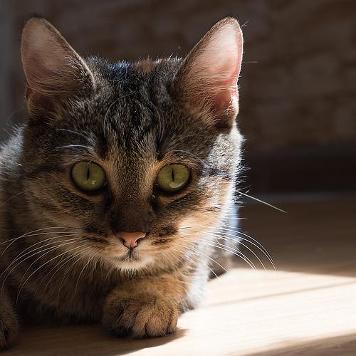 Кошка