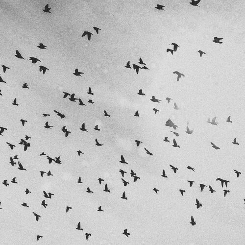 birds