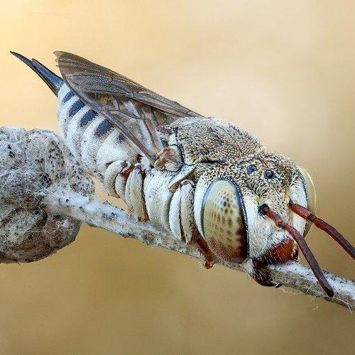 Спящая малютка