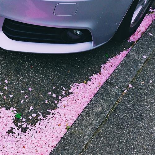 Sakura