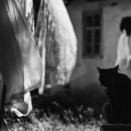 Photo #1478761