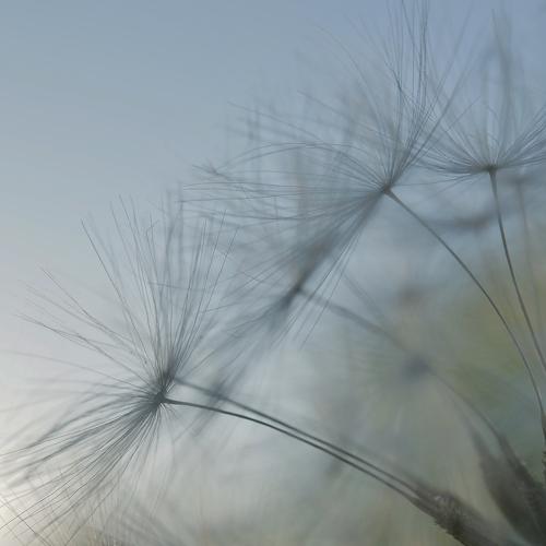 Dandelion in the last rays of sunlight