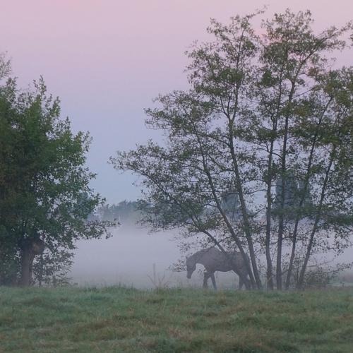 Fog