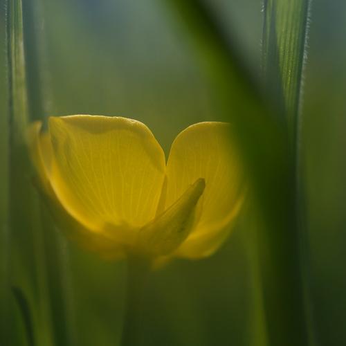 buttercup