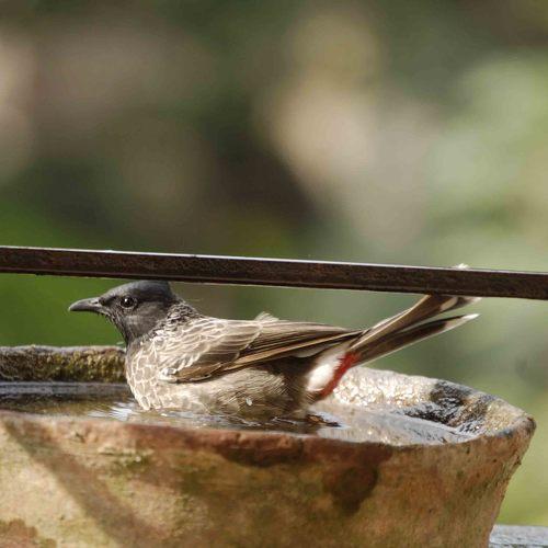 Bulbul