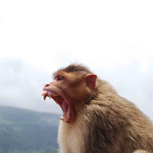 wild monkey