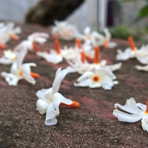 The Fallen Flowers