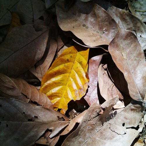 autumn