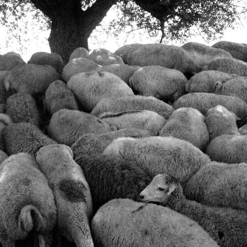 Sheep's  ,