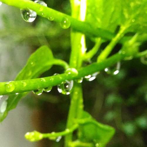 Water droplets