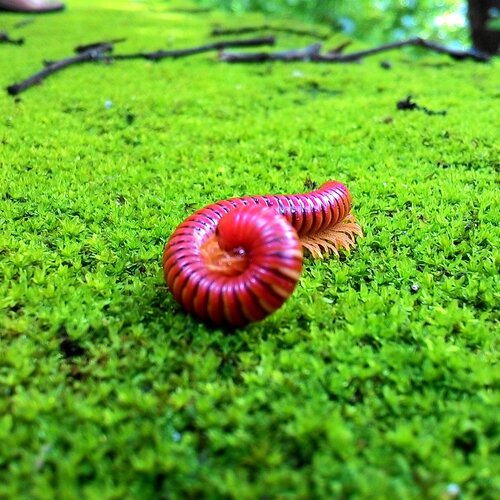 Living things Are Lovable