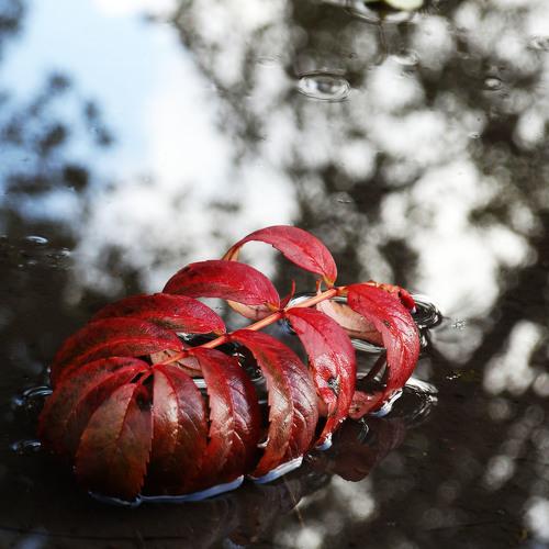 Photo #1486426