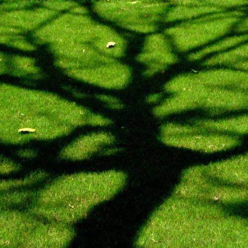 NATURE MYSTIQUE