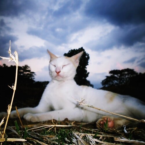 Twilight Cat