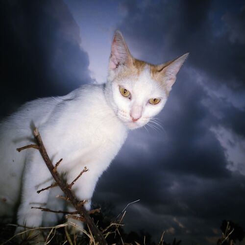 Twilight  Cat 2