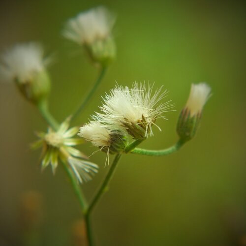 Wild Flower
