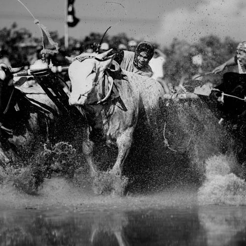 mud cow racing