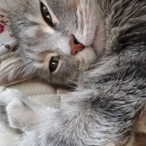 Котя по имени Жуля..