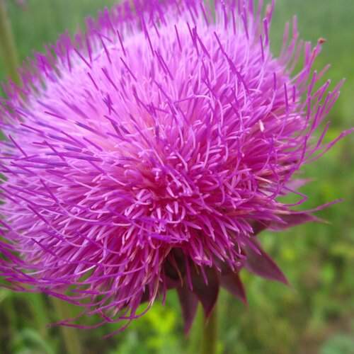 Photo #1490726