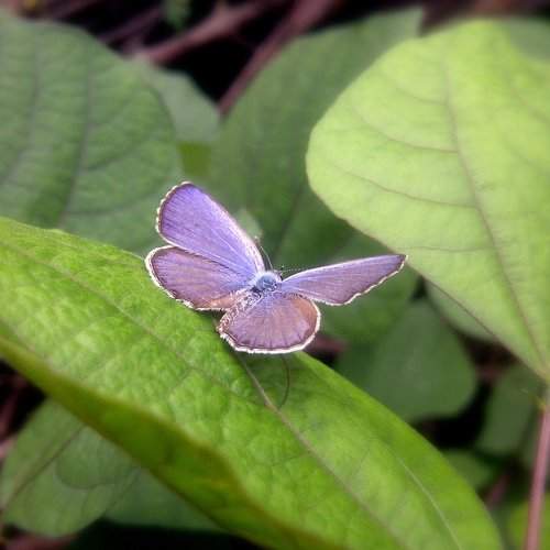 Beauty Of Butterfly