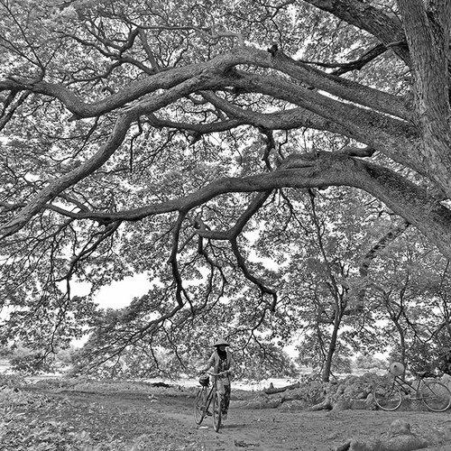 Under Giant Tree