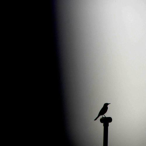 little bird feeling lonly