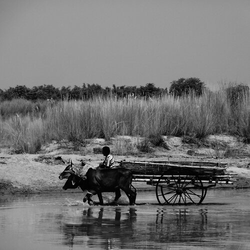 bullock cart