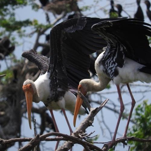 Painted Storks