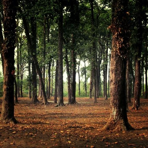 The Woods