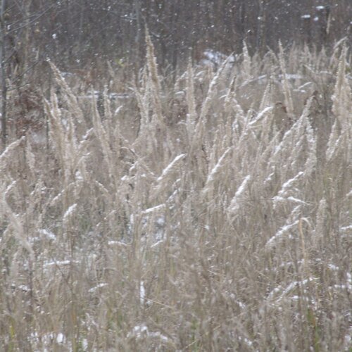 Photo #1498286
