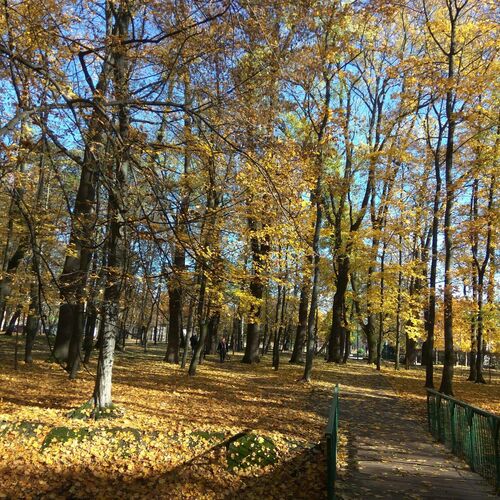 Замечательный осенний парк