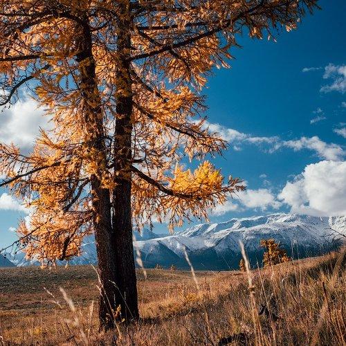 Курайская степь