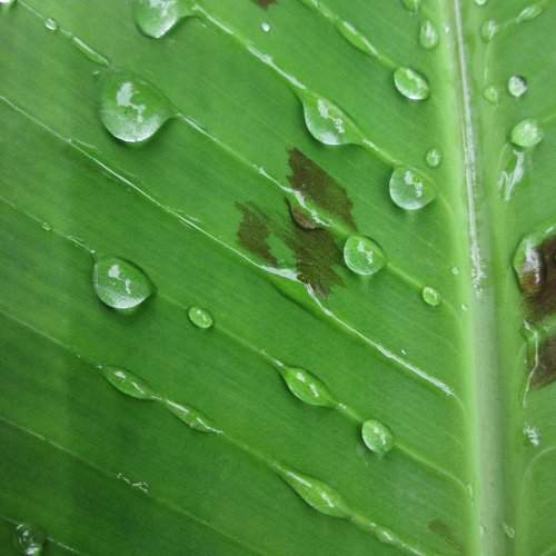 dew the pattern
