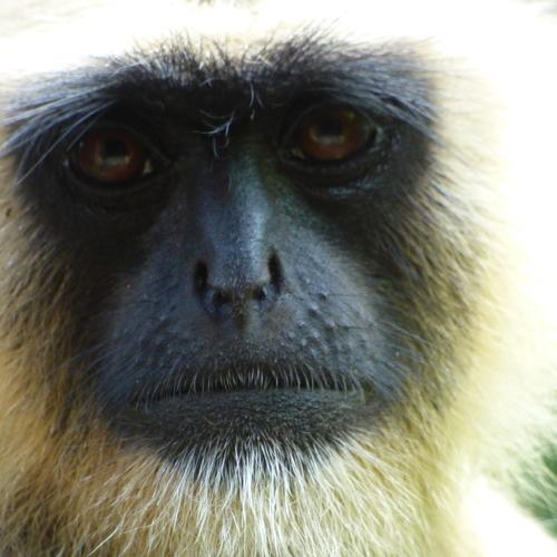 Monkey