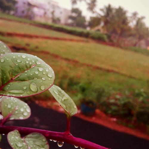 Morning dew..