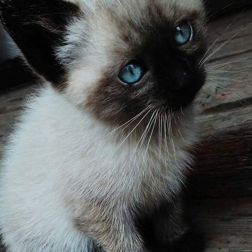 Наша Соня