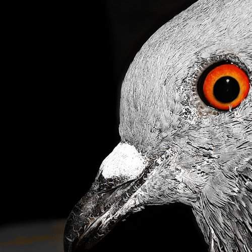Bird