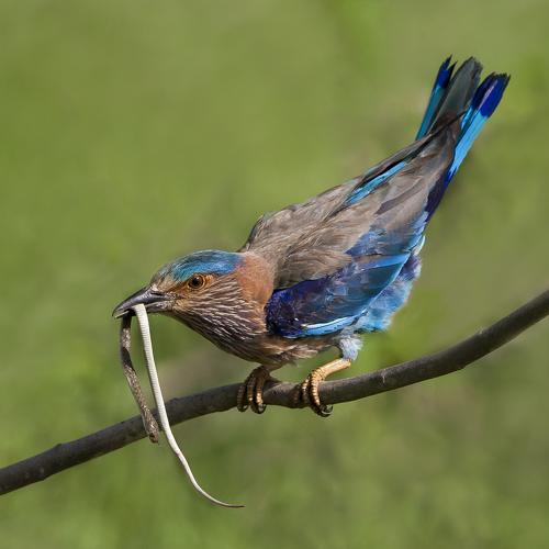 Indian Roller with Snake