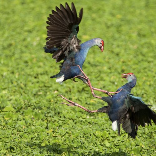 Fight of Purple Moorhen