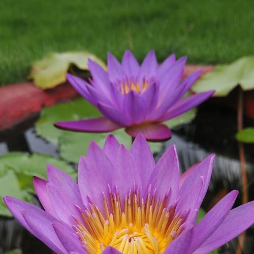 Morning Lotus