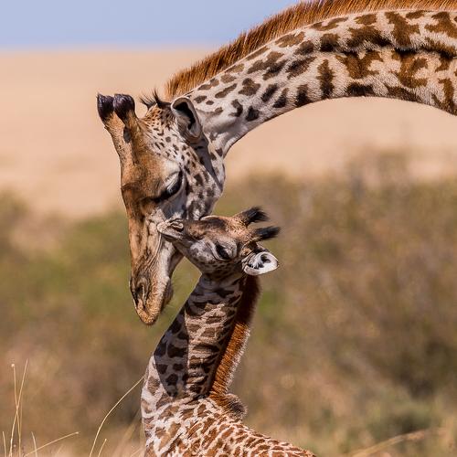 Mother is Flexible