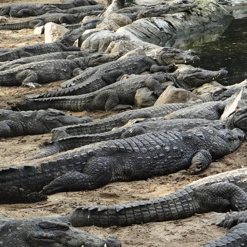 Crocodile bank