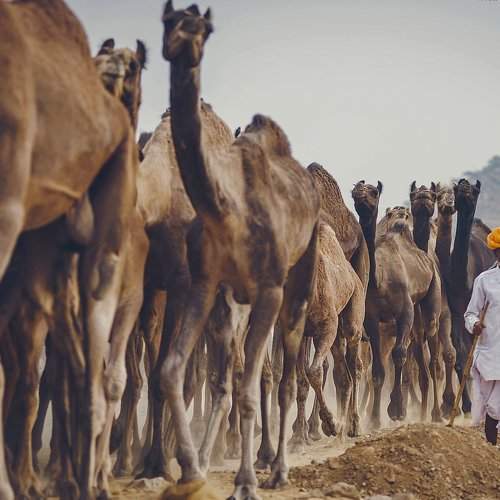 camel hertz