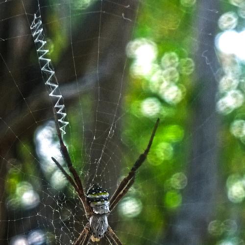 Spider