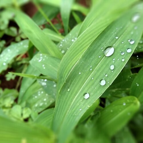 water droplets