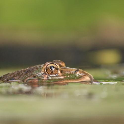 Frog Eyes